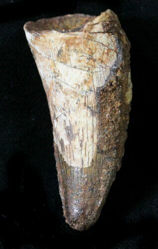 Large Cretaceous Fossil Crocodile Tooth - Morocco #23386